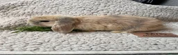 Mini Lop rabbits for sale: 6 MIXED GENDER BEAUTIFUL MINI LOP BUNNYS FOR SALE - Advert 10