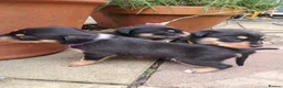 Mixed Breed dogs for sale: Gorgeous active kelpie x collie pups in Waterlooville - Advert 7