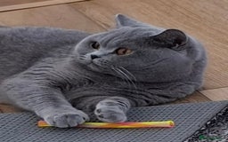 British Shorthair cats for sale: TOP QUALITY CHAMPION🏆 BRITISH SHORTHAIR KITTENS in Swadlincote - Image 11