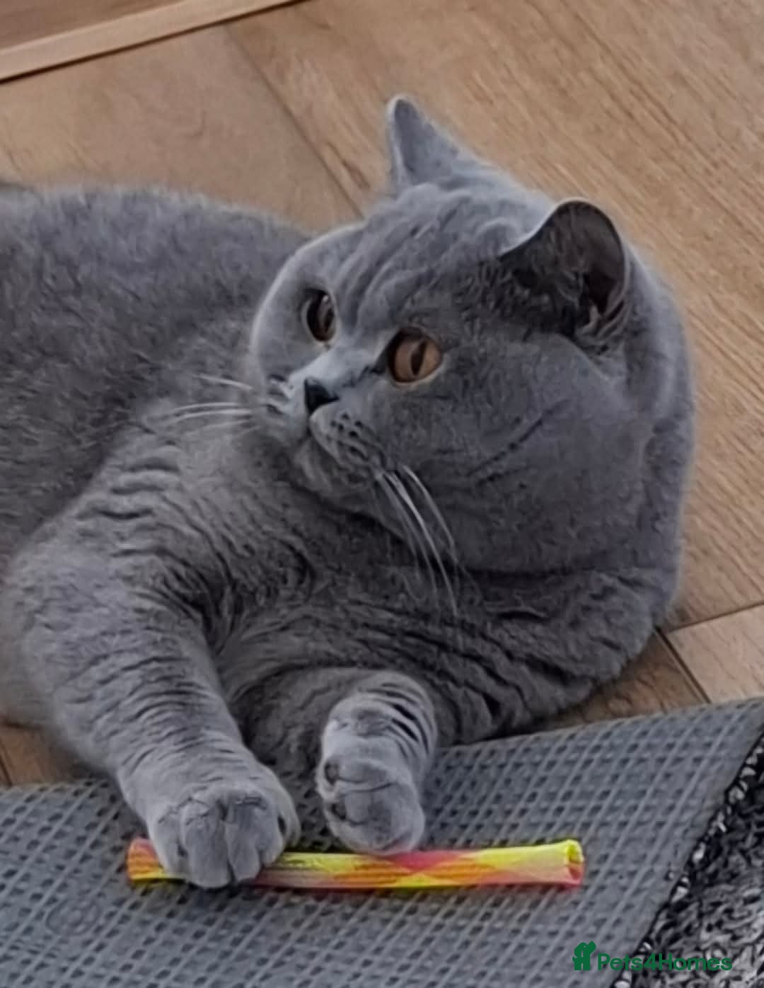 British Shorthair cats for sale: TOP QUALITY CHAMPION🏆 BRITISH SHORTHAIR KITTENS in Swadlincote - Image 11