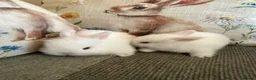 Mixed Breed rabbits for sale: Baby rabbits  in Wrexham - Advert 7