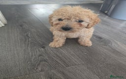 Toy Poodle dogs for sale: ONLY BOY LEFT NOW  - Image 1