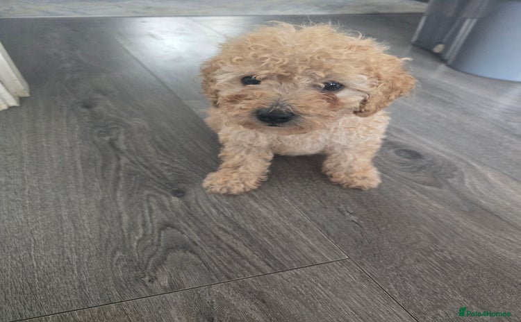 Toy Poodle dogs - Advert 4