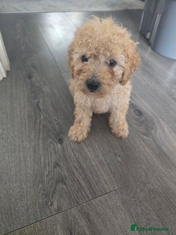 Toy Poodle dogs - Advert 4