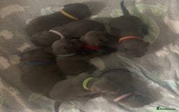 Staffordshire Bull Terrier dogs for sale: Litter of blue Staffordshire bull terriers  - Image 11