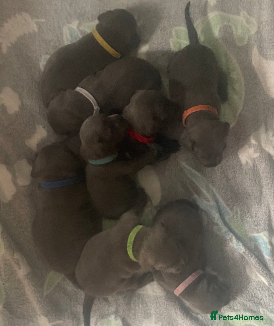 Staffordshire Bull Terrier dogs for sale: Litter of blue Staffordshire bull terriers  - Image 11