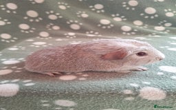Guinea Pig rodents for sale: Chinchilla guinea pigs ready now - Image 1
