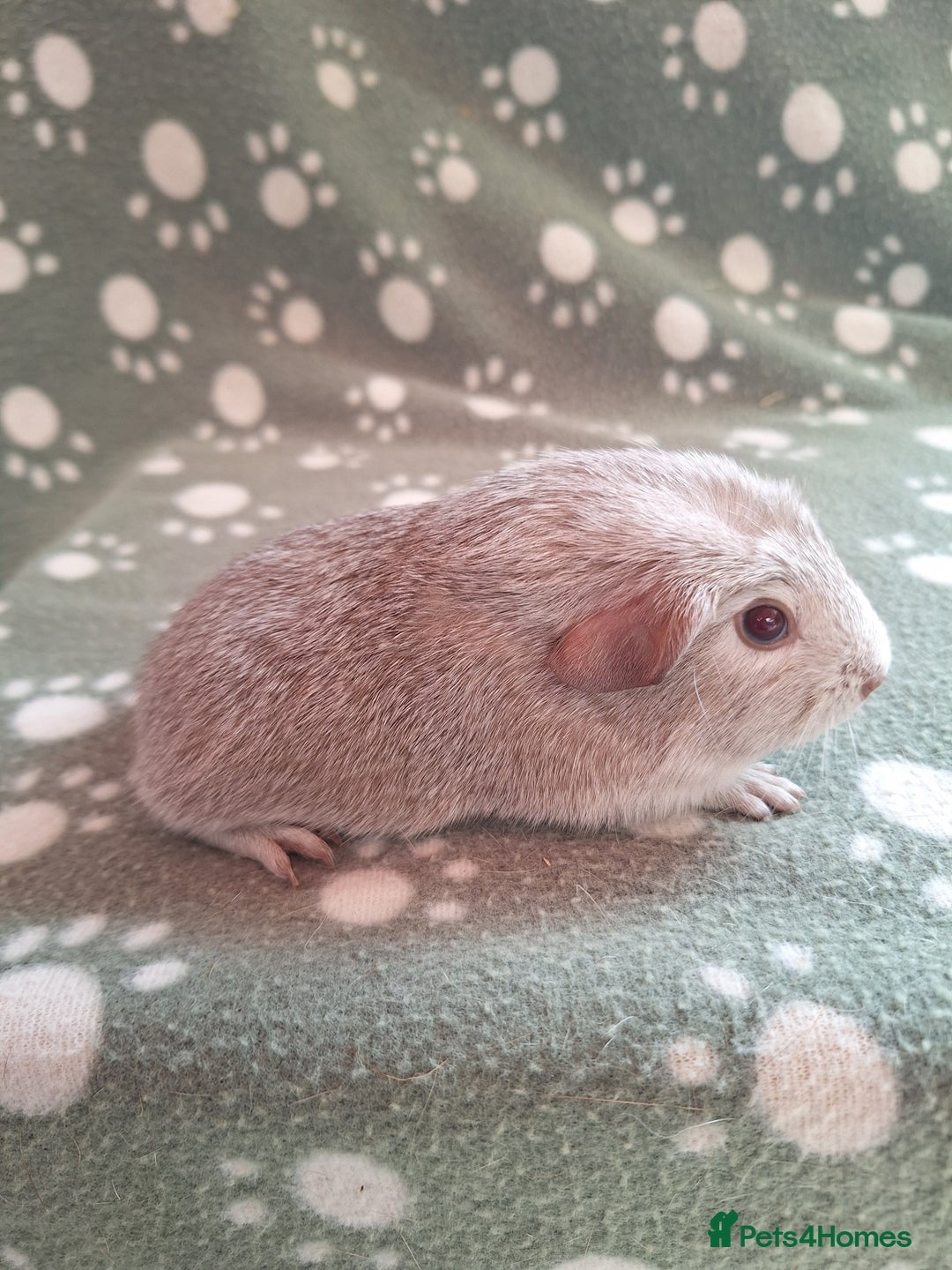 Guinea Pig rodents for sale: Chinchilla guinea pigs ready now - Image 1