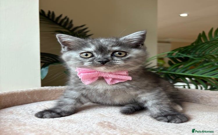 Persian cats - Advert 3