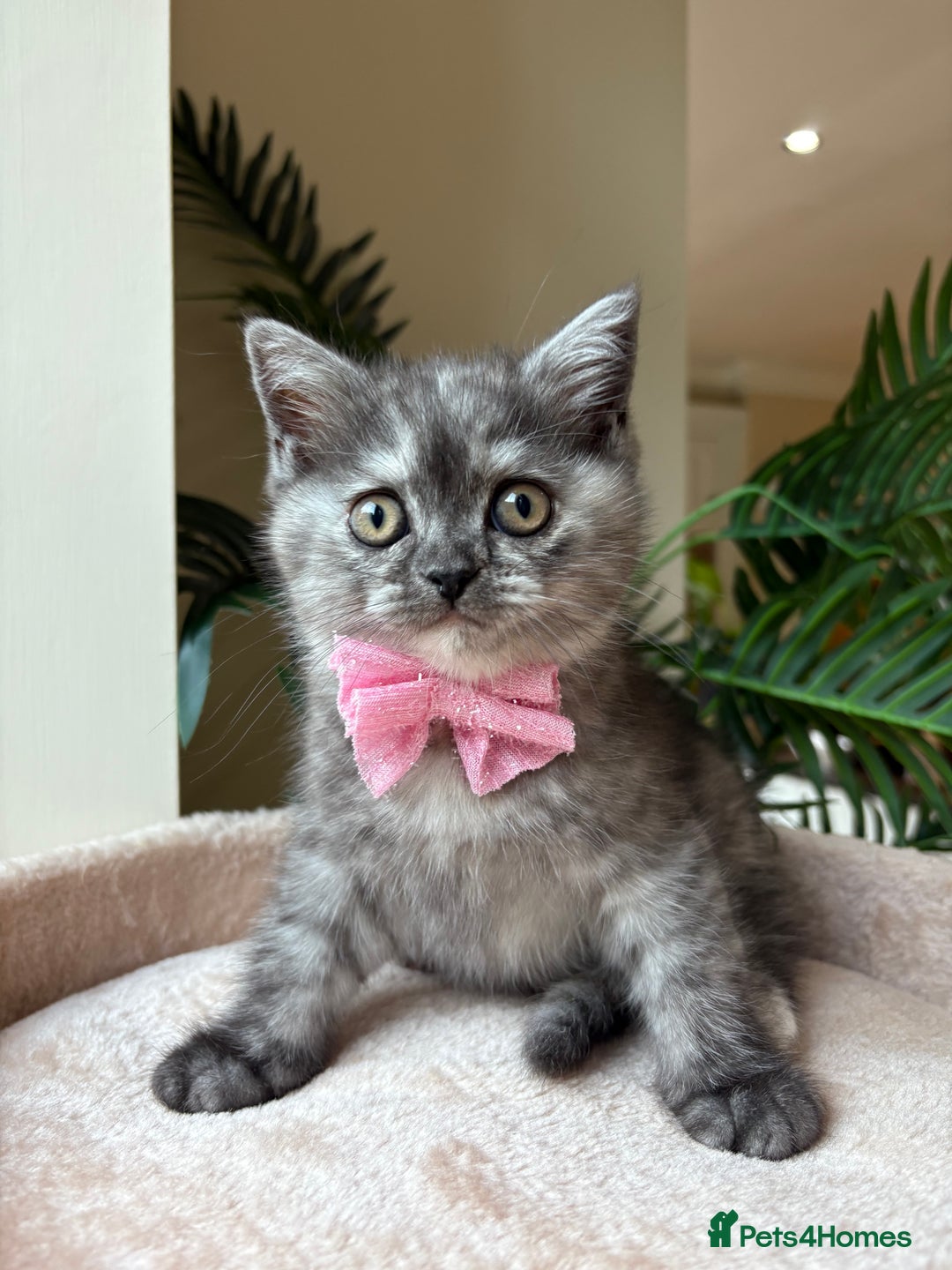 Persian cats for sale:  3 females, 500 each. msg me for your pick! - Image 1