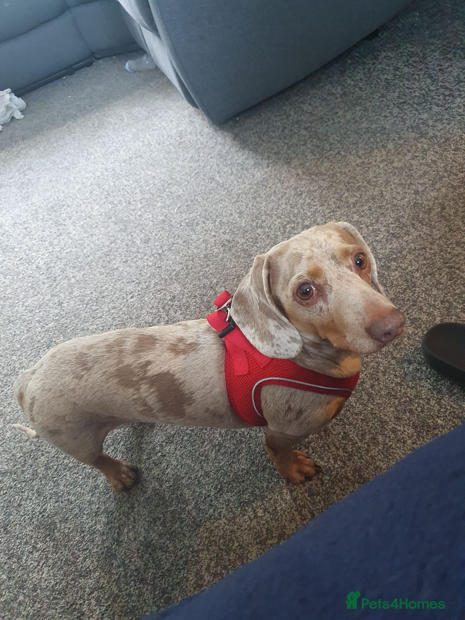 Dachshund dogs Isabella dapple male stud  - Advert 4