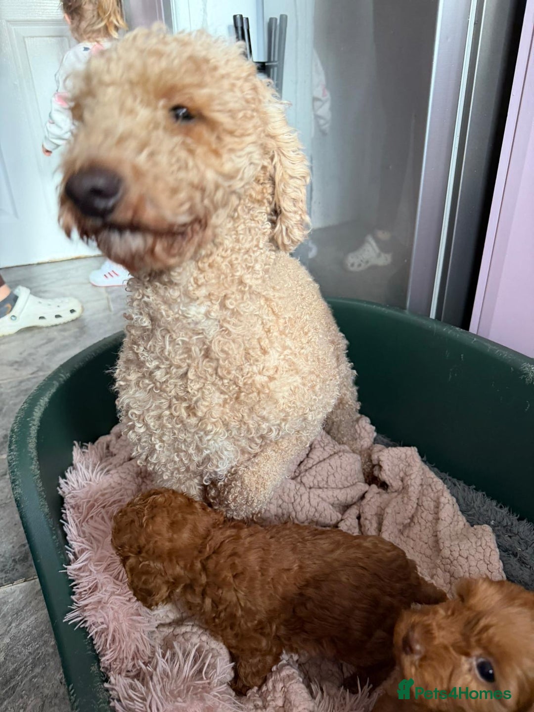 Cockapoo dogs for sale: Red cockerpoo pups for rehoming  - Advert 4