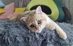 Scottish Fold cats for sale: Scottish straight boy ready to leave - Image 27
