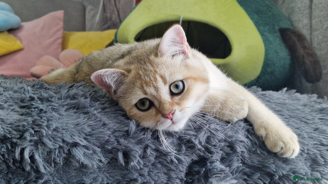 Scottish Fold cats for sale: Scottish straight boy ready to leave - Image 27