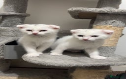 Scottish Fold cats for sale: 3 Scottish folds and 1 Scottish straight - Image 6