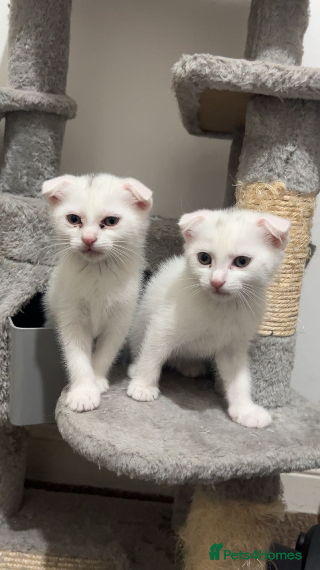 Scottish Fold cats for sale: 3 Scottish folds and 1 Scottish straight - Image 6