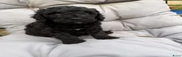Mini Goldendoodle dogs for sale: Ready to leave Mini Goldendoodles - Advert 31
