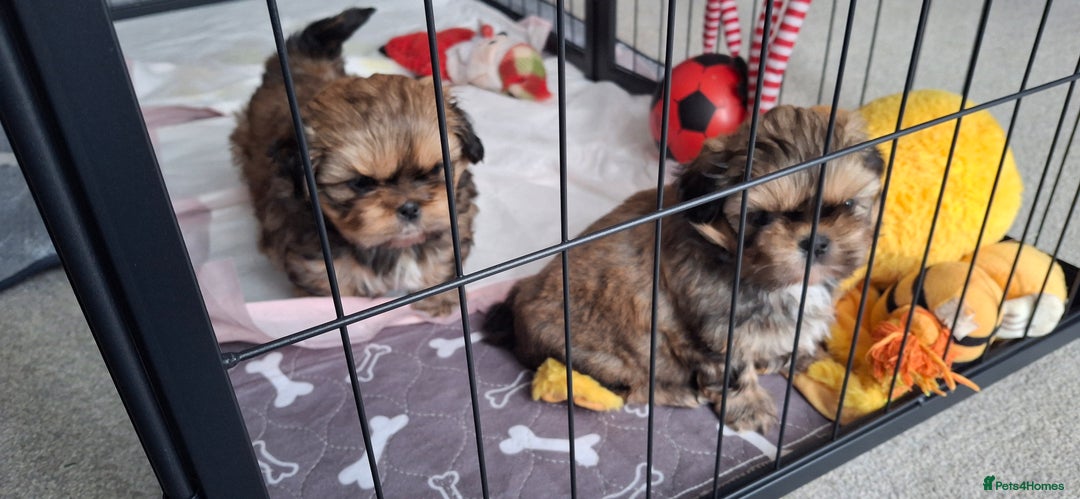 Shih Tzu dogs for sale: Full bred shih tzu 2 boys - Advert 16