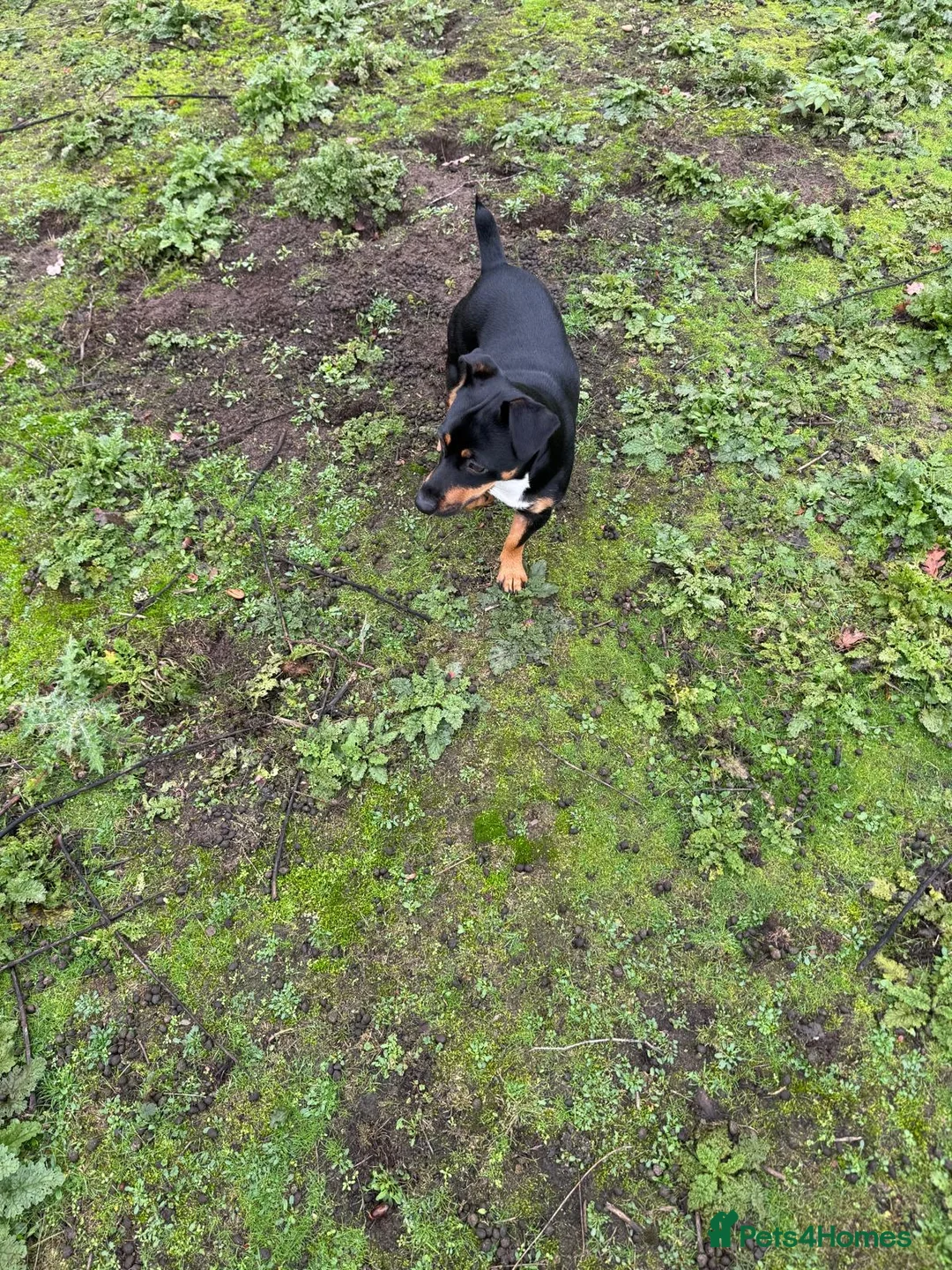 Jack Russell dogs for stud: Denny - Advert 2