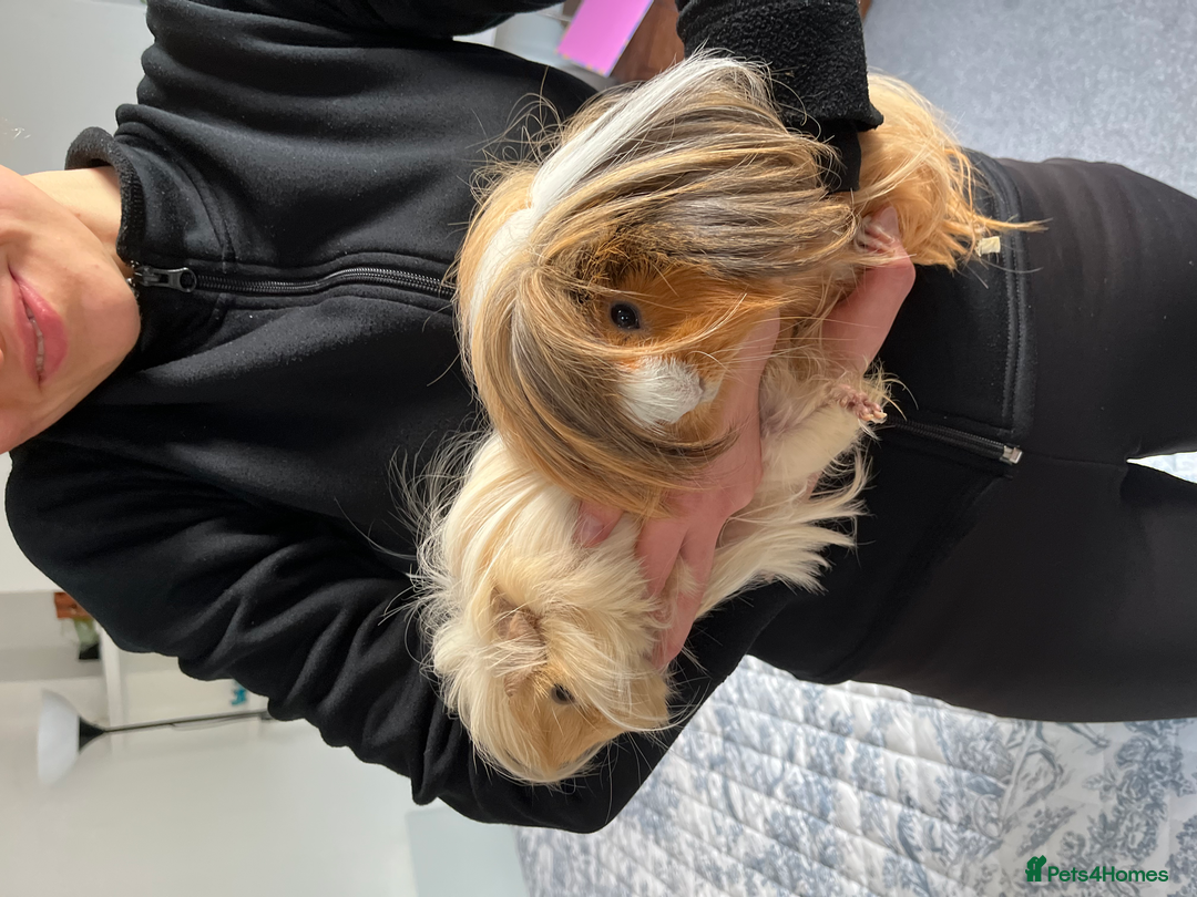 Guinea Pig rodents for sale: Long Haired Peruvian Guinea Pigs! - Advert 12