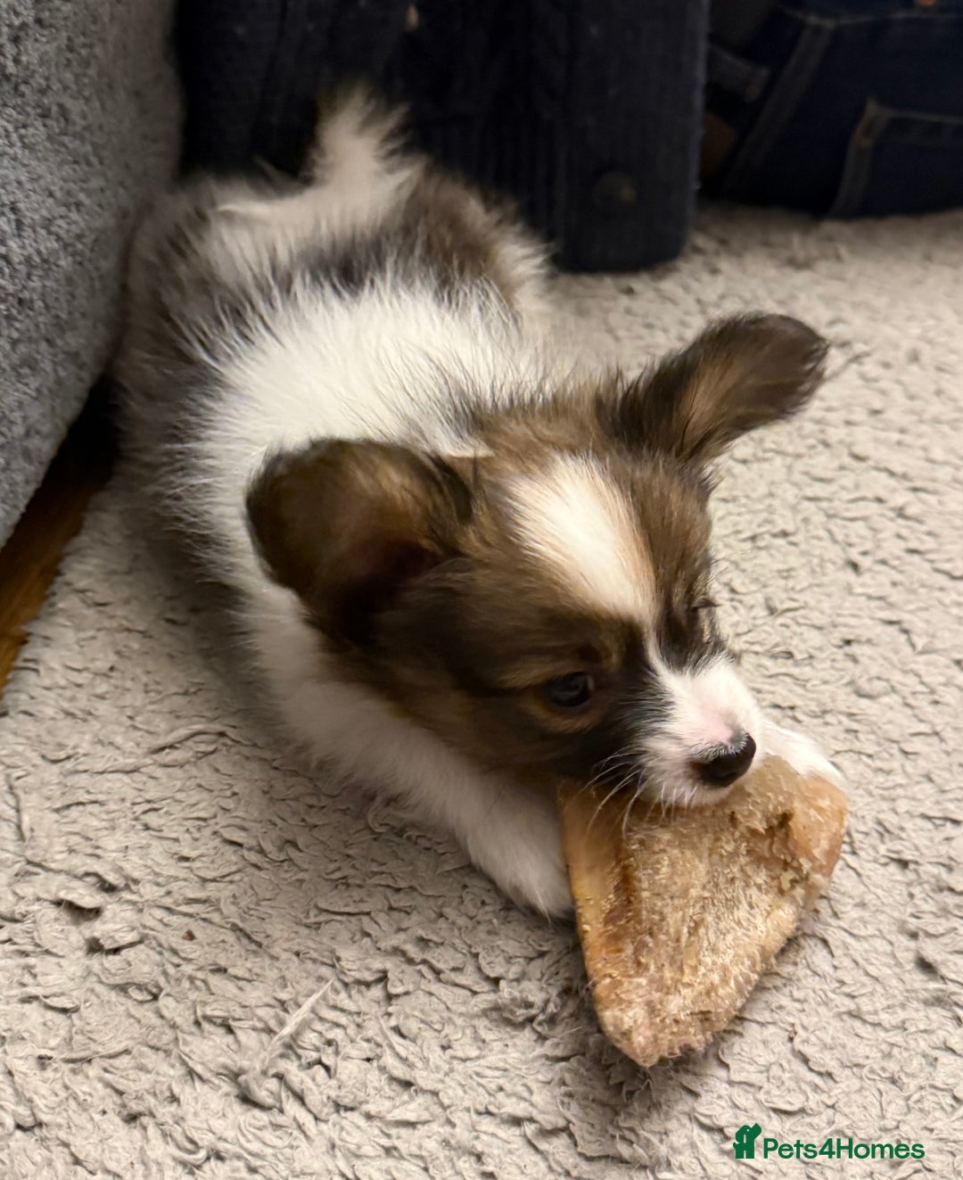 Papillon dogs for sale: Gorgeous litter of Papillon puppies for sale - Advert 24