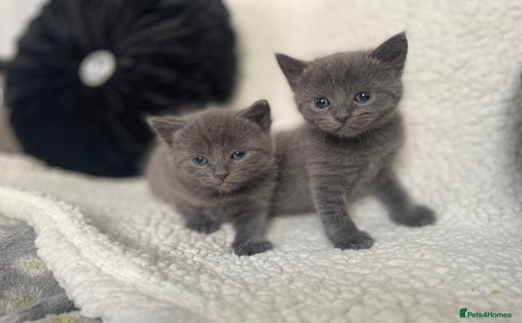 Russian Blue cats - Advert 16
