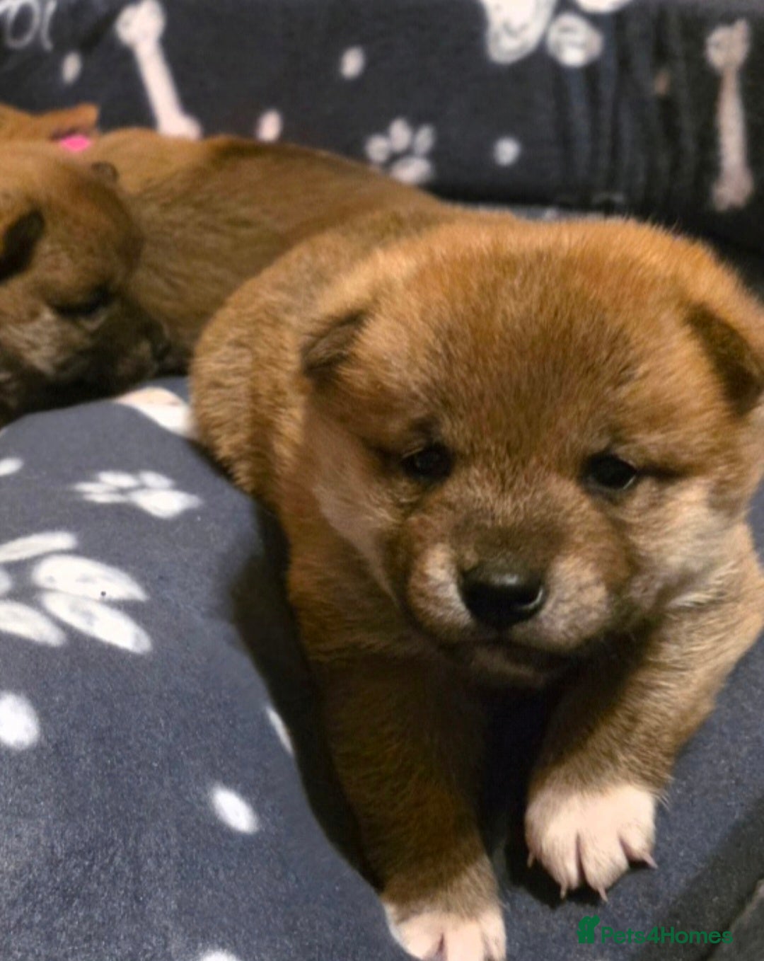Japanese Shiba Inu dogs for sale: Healthy Kc reg Shiba babies - Advert 15