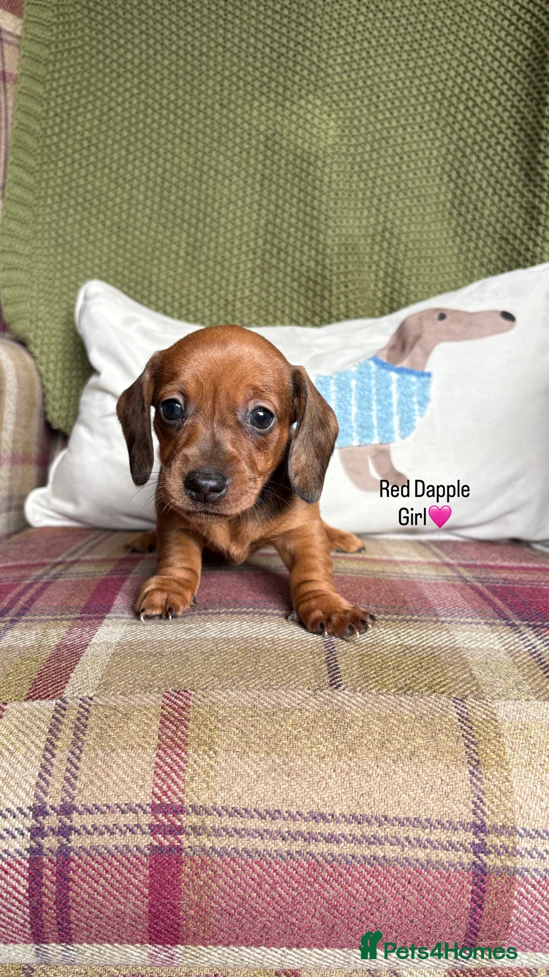 Miniature Dachshund dogs for sale: SMOOTH HAIRED MINIATURE DACHSHUNDS🖤 - Advert 9