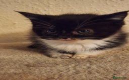 British Longhair cats for sale: British long hair kittens - Advert 7