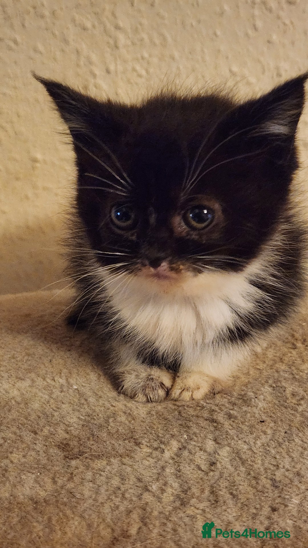 British Longhair cats for sale: British long hair kittens - Advert 7