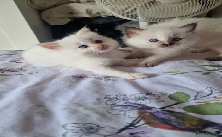 Ragdoll cats - Advert 1