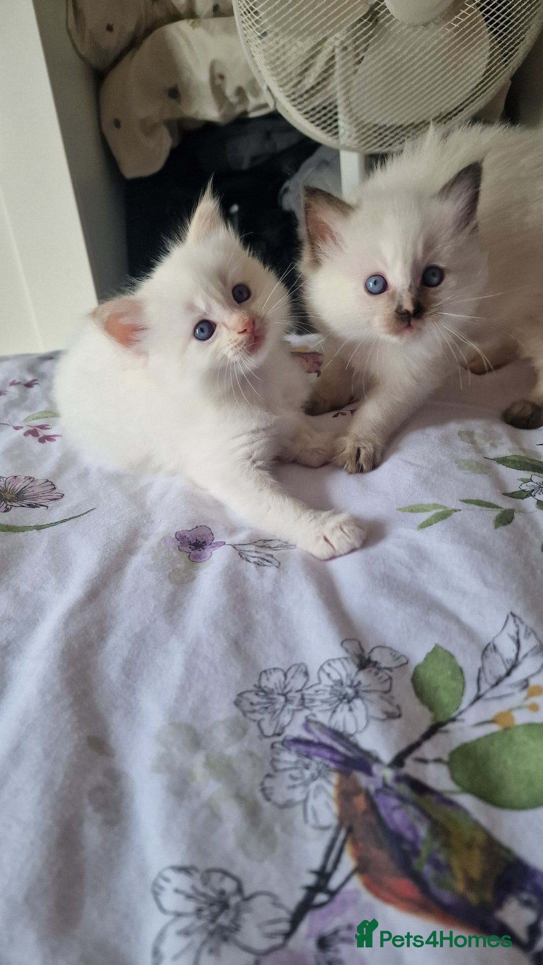 Ragdoll cats for sale: Gorgeous Ragdoll kittens , Ready now. - Image 1