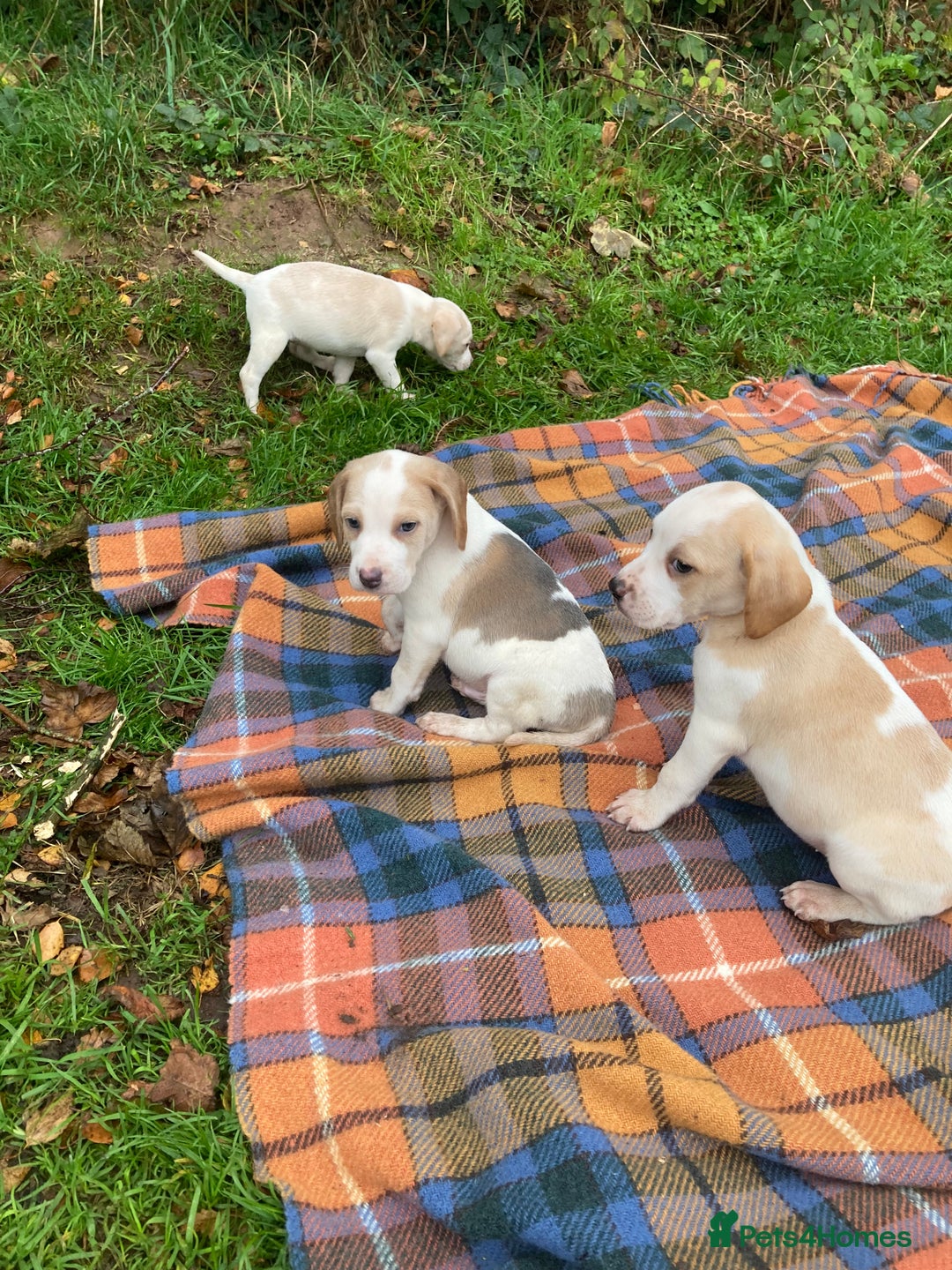 Beagle dogs for sale: Pure bred beagle puppies  - Image 10