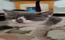 Mixed Breed cats for sale: Kitten's  - Image 13
