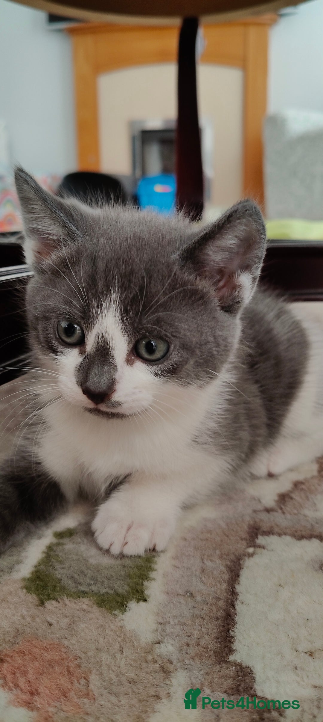 Mixed Breed cats for sale: Kitten's  - Image 13