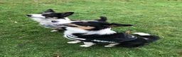 Border Collie dogs for sale: 7 Year Old Border Collie(s) for sale in Liverpool - Advert 10