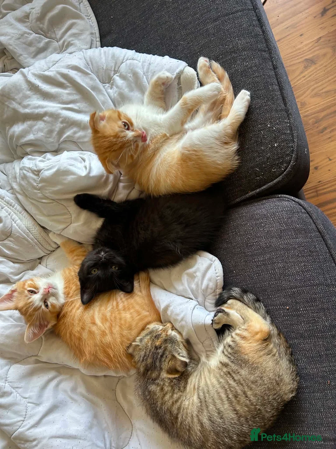 Scottish Fold cats for sale: Scottish Fold /Munchkin kittens - Advert 2