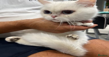 British Shorthair cats - Advert 15
