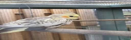 Cockatiels birds for sale: Stunning Young Cockatiels For Sale - Advert 4