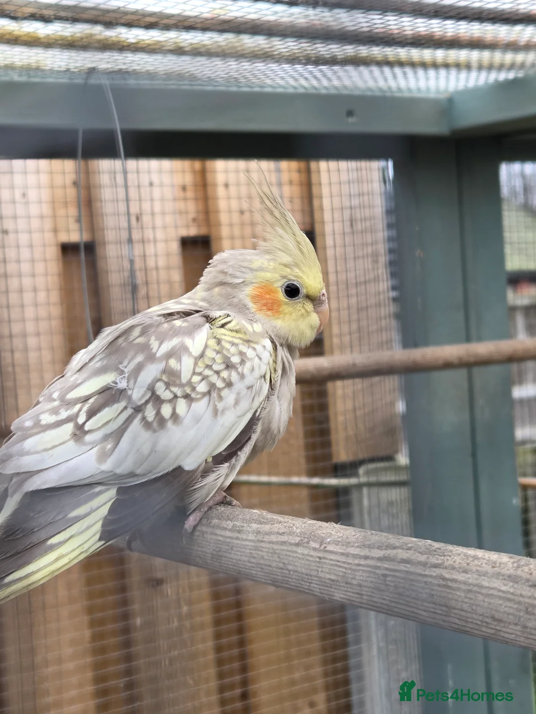 Cockatiels birds for sale: Stunning Young Cockatiels For Sale - Advert 4