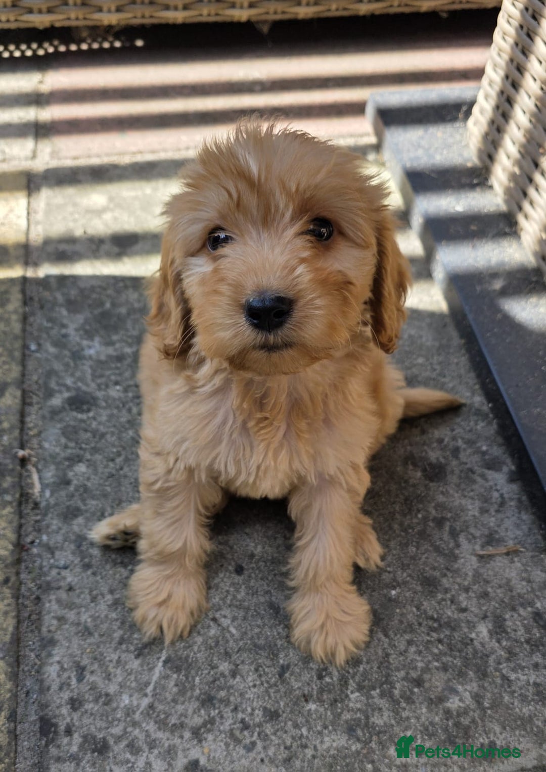 Cockapoo dogs for sale: Cockapoo - Advert 6