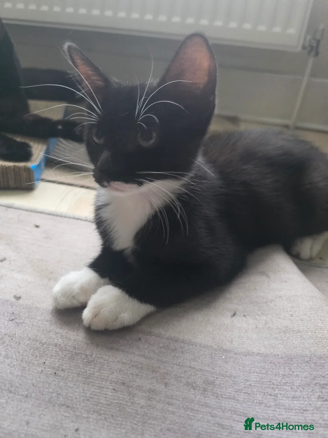 Mixed Breed cats for sale: Kittens for sale - Advert 2