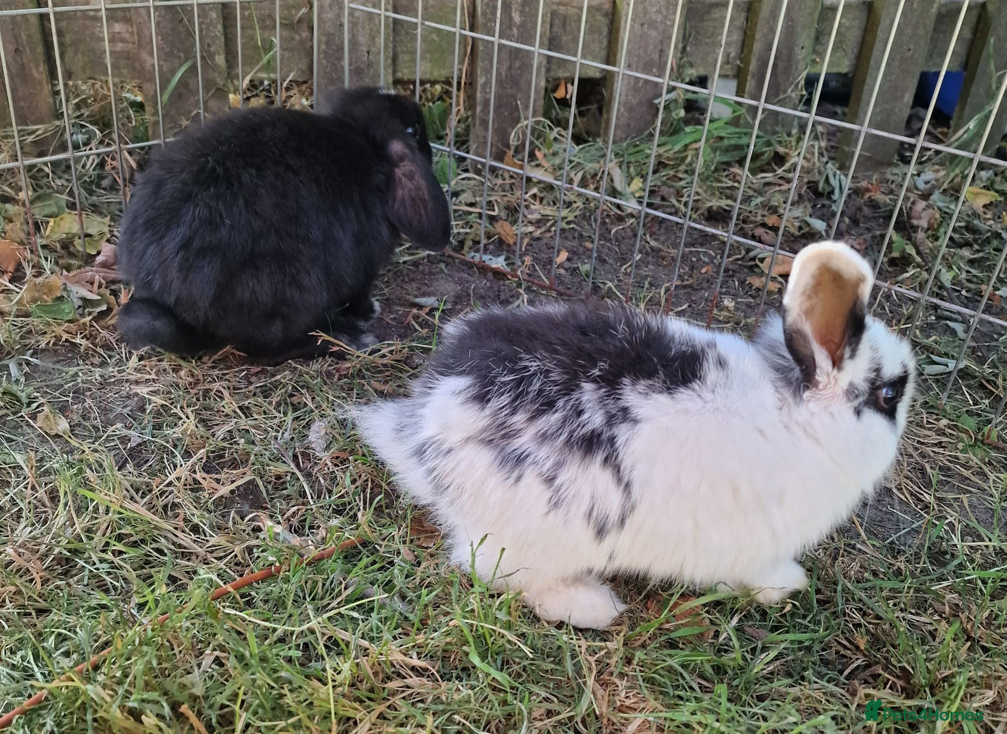 Mini Lop rabbits Mini lop does - Advert 17