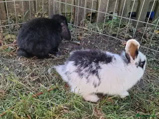 Mini Lop rabbits Mini lop does - Advert 17