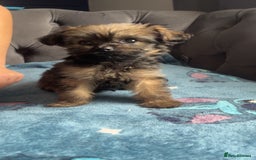 Shihpoo dogs for sale: Beautiful ship-poo - Image 6