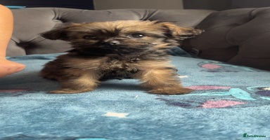 Shihpoo dogs - Advert 6