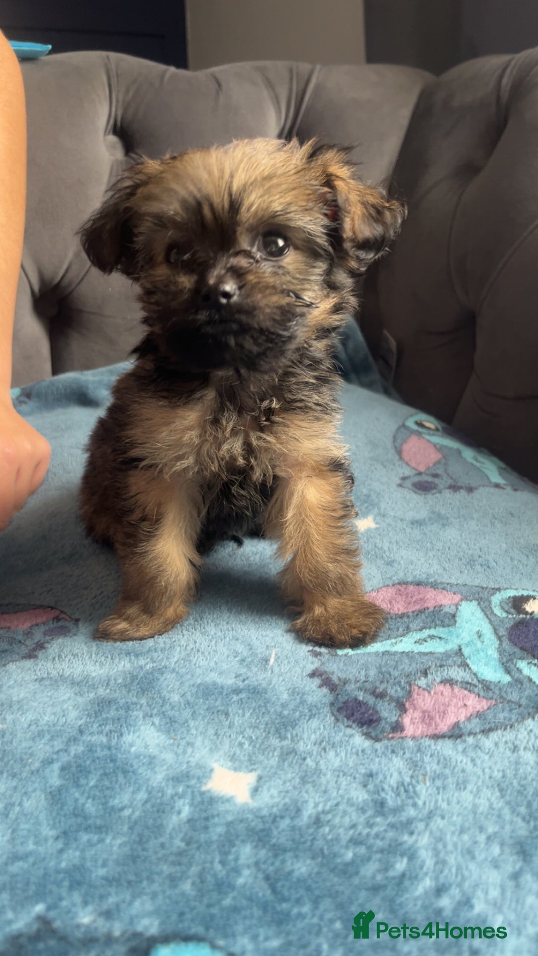 Shihpoo dogs for sale: Beautiful ship-poo - Image 6