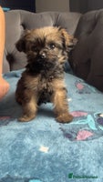 Shihpoo dogs - Advert 16