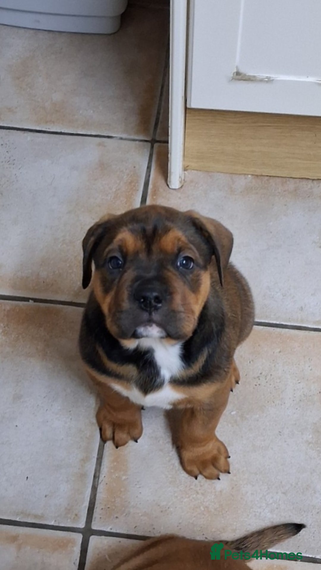 English Bulldog dogs for sale: Beautiful bulldog x rotty mastiff - Advert 17