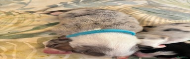 Australian Shepherd Puppy light blue